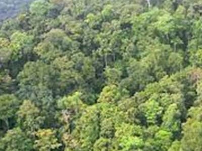 Kawasan Gambut di Papua Terjaga, BRGM Fokus Tingkatkan Kesejahteraan Masyarakat