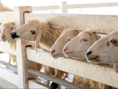 Hukum Aqiqah untuk Orang Tua yang Sudah Meninggal