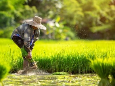 Hukum Gadai Sawah yang Dikelola oleh Pemiliknya