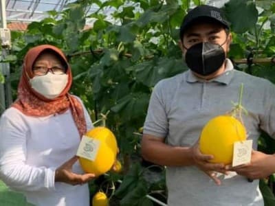 Omzet Puluhan Juta Kader Ansor Tegal dengan Budi Daya Melon Golden