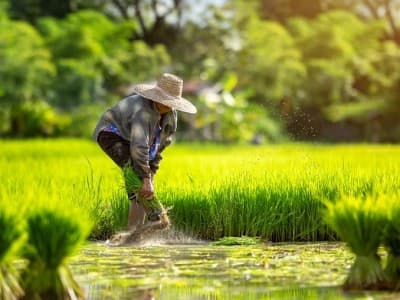 Hari Tani Nasional: Rakyat Tani Habis Manis Sepah Dibuang