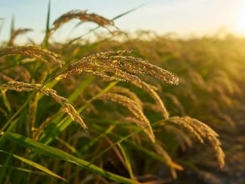 Jelang Debat Keempat Cawapres: Pangan Jadi Faktor Penting Keamanan dan Stabilitas Negara