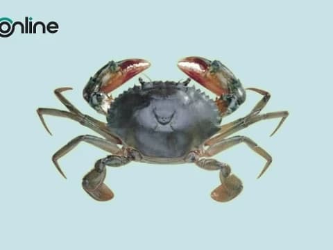 Hukum Mengonsumsi Kepiting Bakau, Begini Detailnya