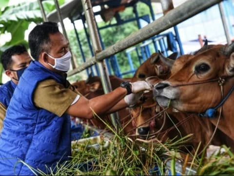 Tak Perlu Panik, Kementan Pastikan Ketersedian Hewan Kurban Aman