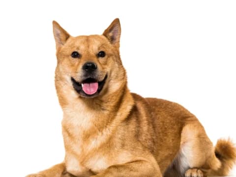 Hukum Melepas Anjing Peliharaan yang Menganggu Orang Lain