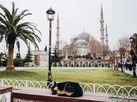 Ini Alasan Najis Liur Anjing dalam Islam menurut Kajian Kesehatan
