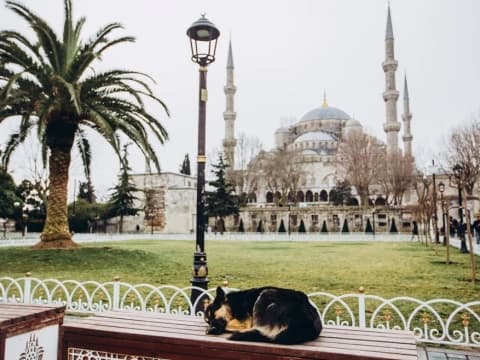 Ini Daftar 10 Hewan yang Dijanjikan Masuk Surga     