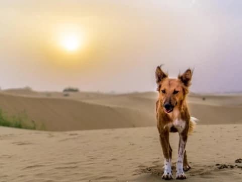 Kisah Anjing dan Arab Badui Mengencingi Masjid di Masa Rasulullah