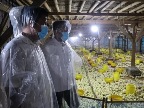 GP Ansor Bangun Usaha Ayam Broiler 30 Ribu Ekor, Perdana Beroperasi di Subang