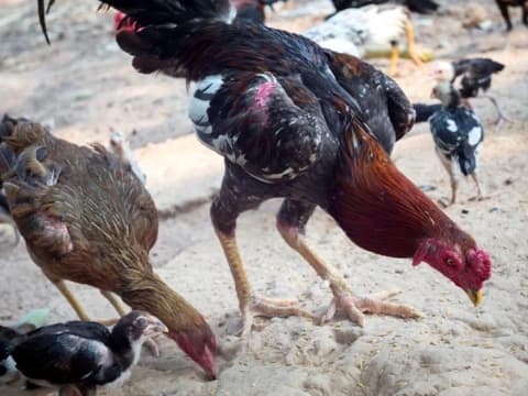 Usaha Peternakan dengan Basis Profit and Loss Sharing atau Bagi Untung Rugi