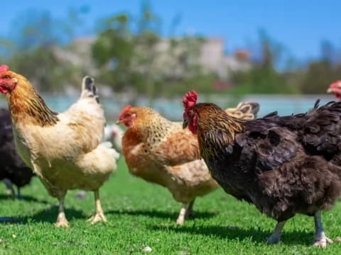 Usaha Peternakan dengan Pembiayaan Berbasis Profit Sharing Syariah