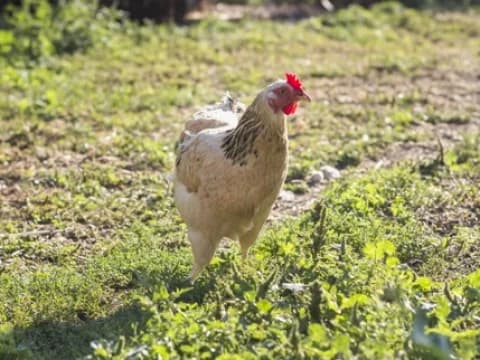 Humor: Ayam Tak Tahu Alamat