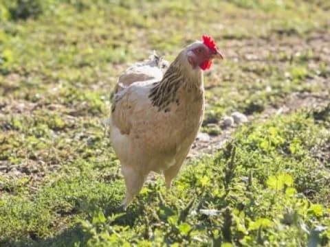 Hukum Jual Beli Kotoran Ayam untuk Pupuk Organik