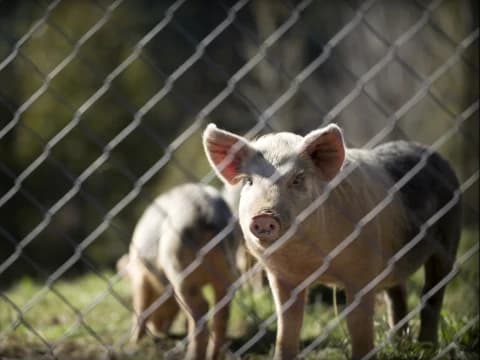 Kambing Halal, Kenapa Babi Haram? Ini Alasannya