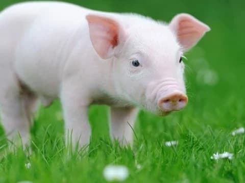 Hukum Jual Beli Babi dalam Islam: Pandangan Fiqih dan Kebijakan Sosial