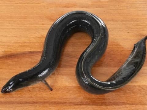 Apakah Belut Halal Dikonsumsi?