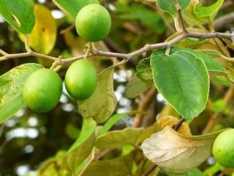 Di Bawah Pohon Bidara