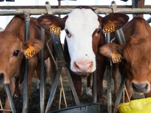 Begini Penanganan Hewan Ternak yang Terjangkit PMK