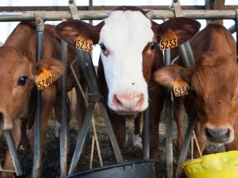 Hewan Terjangkit PMK Bisa Sembuh dalam 8 Hari, Peternak Diimbau Tak Panik