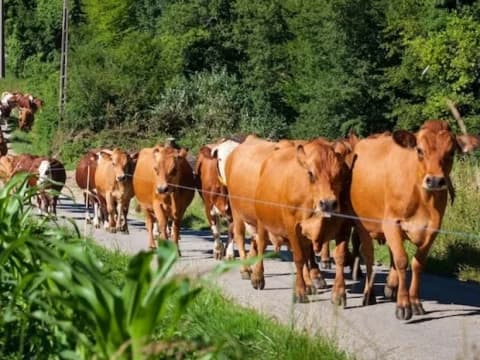 Ini yang Dilakukan Binatang saat Dikumpulkan di Padang Mahsyar