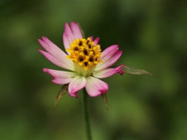 Saat Jatuh Cinta, Begini Saran Prof Quraish Shihab