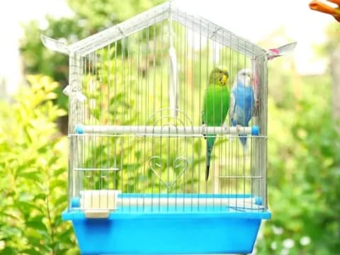 Hukum dan Etika Mengandangkan Hewan 