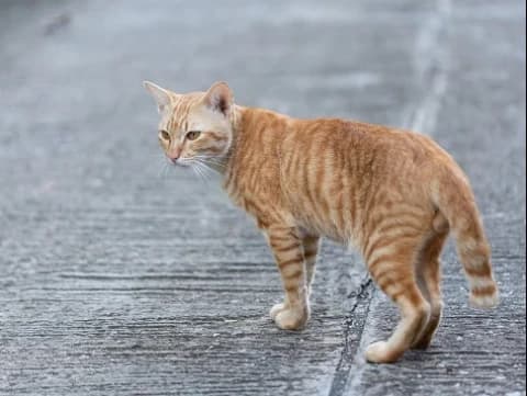 Cara Mengatasi Maraknya Kucing Liar menurut Islam