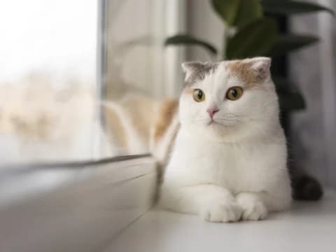 Tips Memelihara Kucing dalam Islam