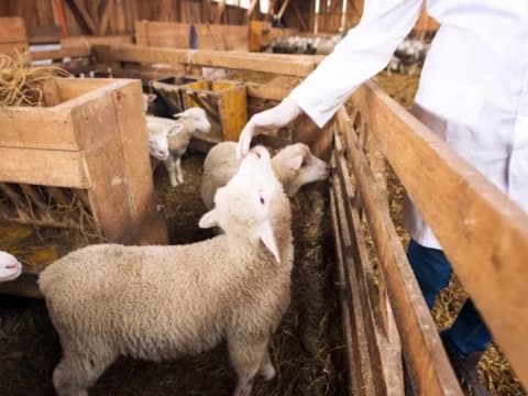 Mengenal 5 Dam Wajib dalam Haji dan Teknis Pelaksanaannya