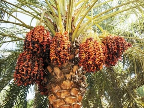 Jadi Primadona Oleh-Oleh Haji dan Umrah, Ini Sejarah, Manfaat dan Ragam Jenis Kurma