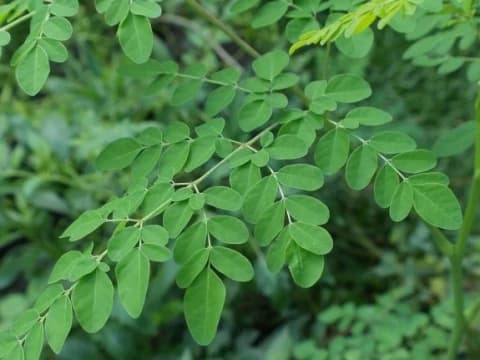 Wacana Penggantian Susu dengan Daun Kelor dalam Program MBG, Begini Kata Ahli Gizi