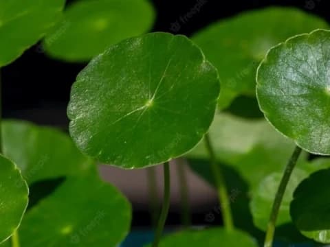 Studi Ilmiah: Daun Pegagan Tingkatkan Daya Ingat dan Cegah Demensia