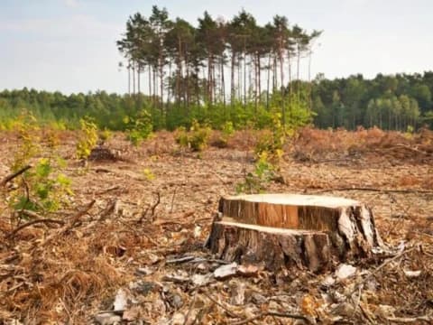 Maraknya Deforestasi dan Gagalnya Tata Ruang Dinilai Jadi Akar Bencana Ekologis di Jawa Tengah