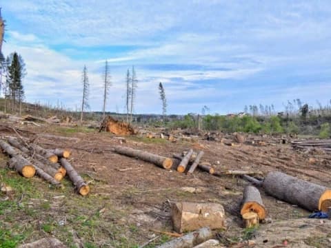 166.450 Hektare Hutan Lenyap pada 2025, Penanaman Sawit Menjamur di Kawasan Hutan Konservasi