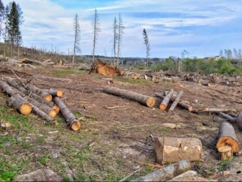 Alih Fungsi Hutan Masif di Sumatra, Pemerintah Akui Banyaknya Aktivitas Pertambangan dan Perkebunan