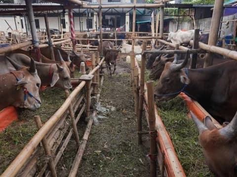 Solusi agar Iuran Kurban Siswa Jadi Sah dan Berpahala