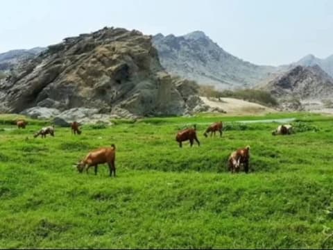 Arab Menghijau Jadi Tanda Kiamat?