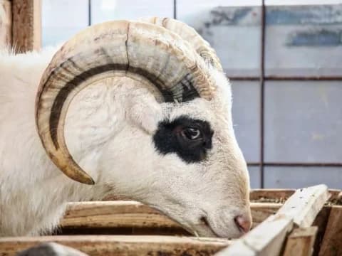 Ciri Hewan Kurban Terjangkit Wabah PMK dan Cara Pencegahannya