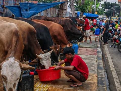 Cara Membuat Sapi Tambah Gemuk Jelang Idul Adha