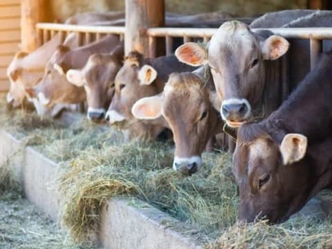 Hewan Terjangkit PMK Aman Dikonsumsi, Asal Perhatikan Hal Ini