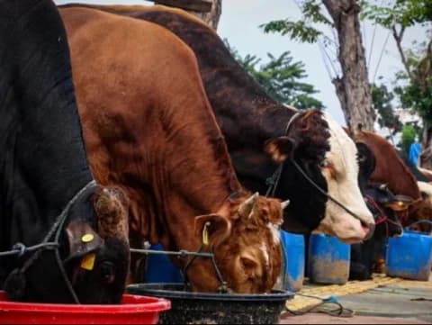 Hukum Kurban dengan Mengirim Uang ke Tempat Lain