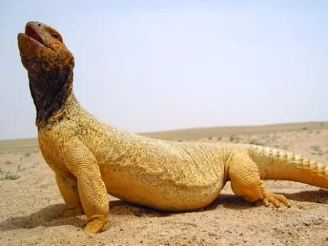 Beda Hukum Mengonsumsi Kadal Gurun dan Biawak