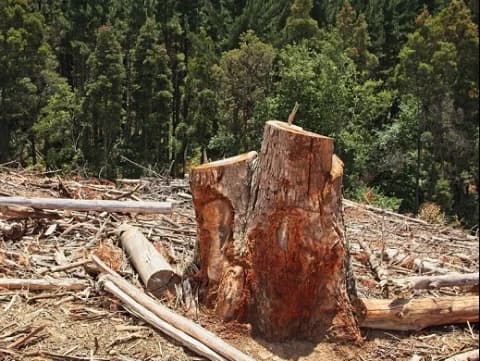 Illegal Logging, Dosa Besar yang Mengundang Murka Alam