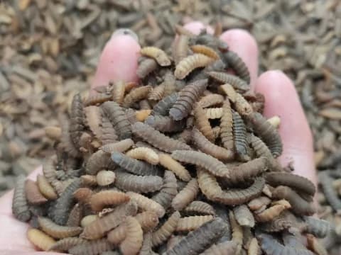 Hukum Mengonsumsi Maggot BSF