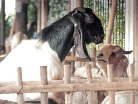 Hikmah Diharamkannya Bangkai dan Sembelihan Hewan yang Sakit Parah