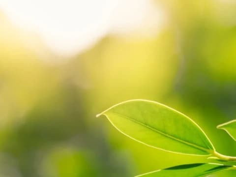 Khutbah Jumat: Memakmurkan Bumi sebagai Bentuk Ketaatan kepada Allah