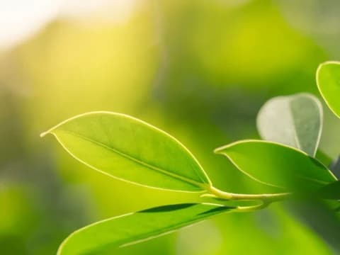 Khutbah Jumat: Cara Islam Merawat Lingkungan