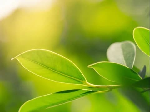 Khutbah Jumat: Larangan Merusak Lingkungan dalam Al-Qur’an