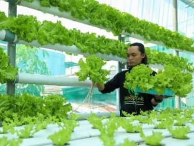 Kisah Sukses Alumni Pesantren Tremas Pacitan Usaha Sayur Hidroponik, dari Repost Gubernur Jateng hingga Tembus Pasar Modern