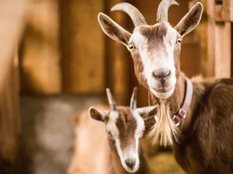 Begini Cara Menjaga Kesehatan Hewan Kurban dari PMK jelang Idul Adha